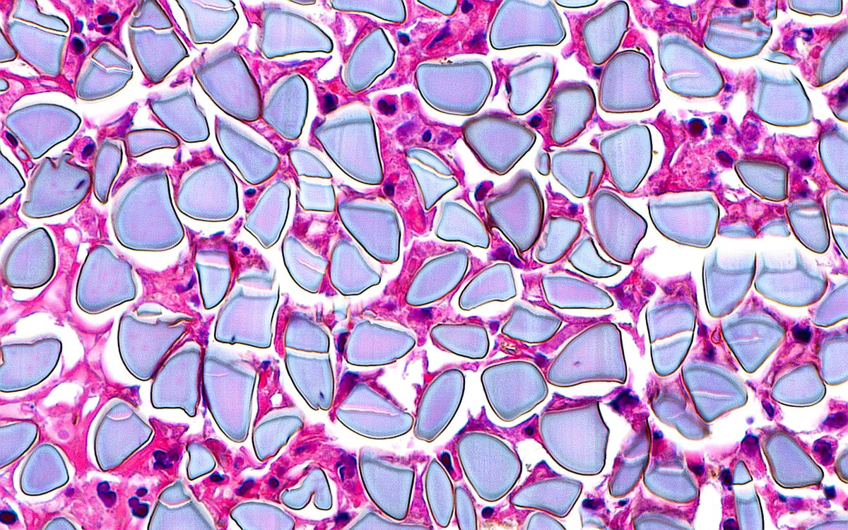 Ziad El-Zaatari tweet media