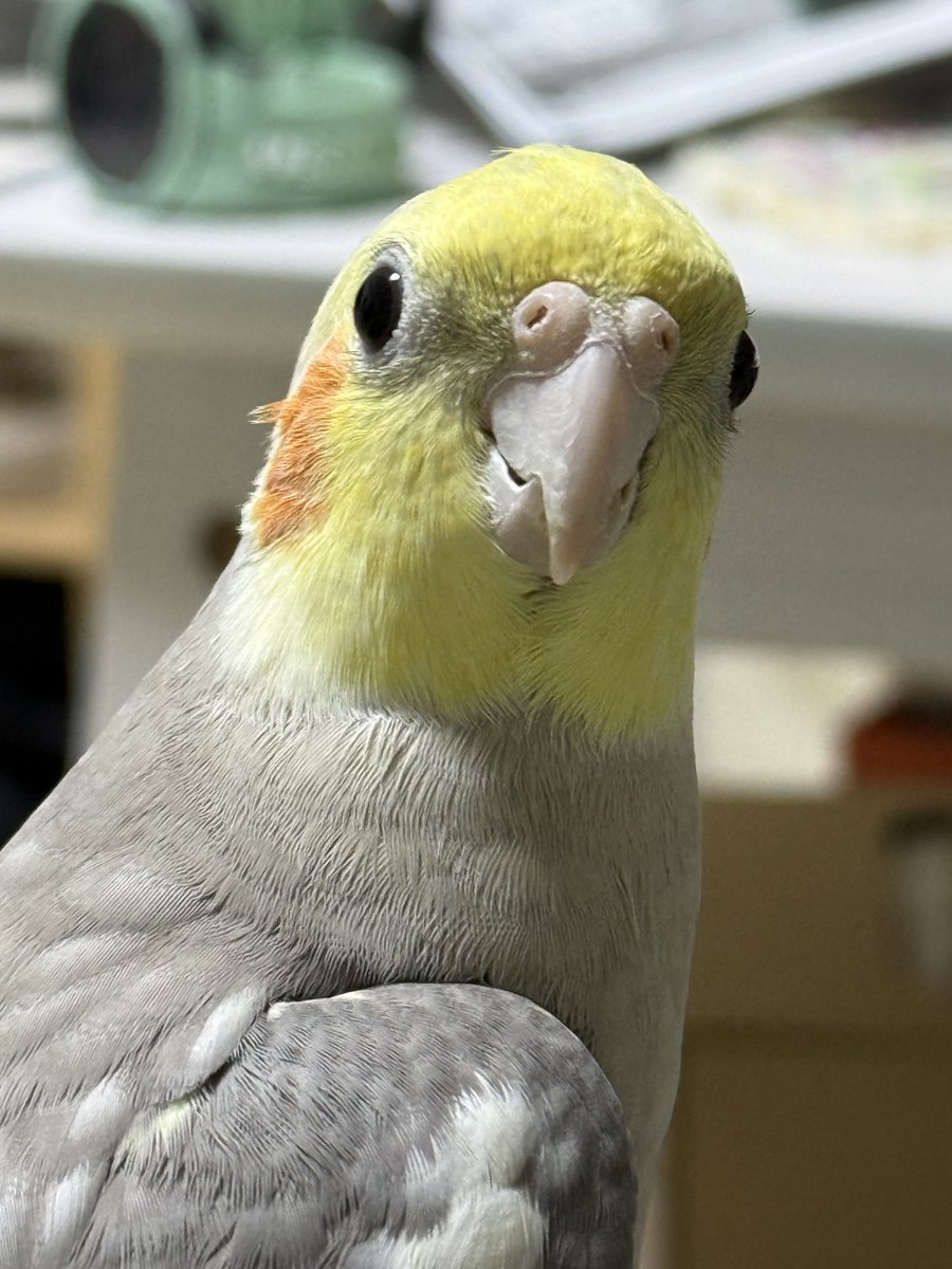 ホイヨ(・θ・)オカメインコ on X