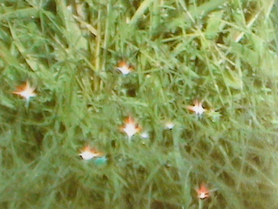 TrueDharma01's tweet image. Great Perfection Rainbow State at the Vajra Throne

H.H. Dorje Chang Buddha III Wan Ko Yeshe Norbu Holiest Tathagata has taught that if one who practices the Great Perfection Dharma has attained the highest level of accomplishment, even the dharma instruments or dharma seat used…