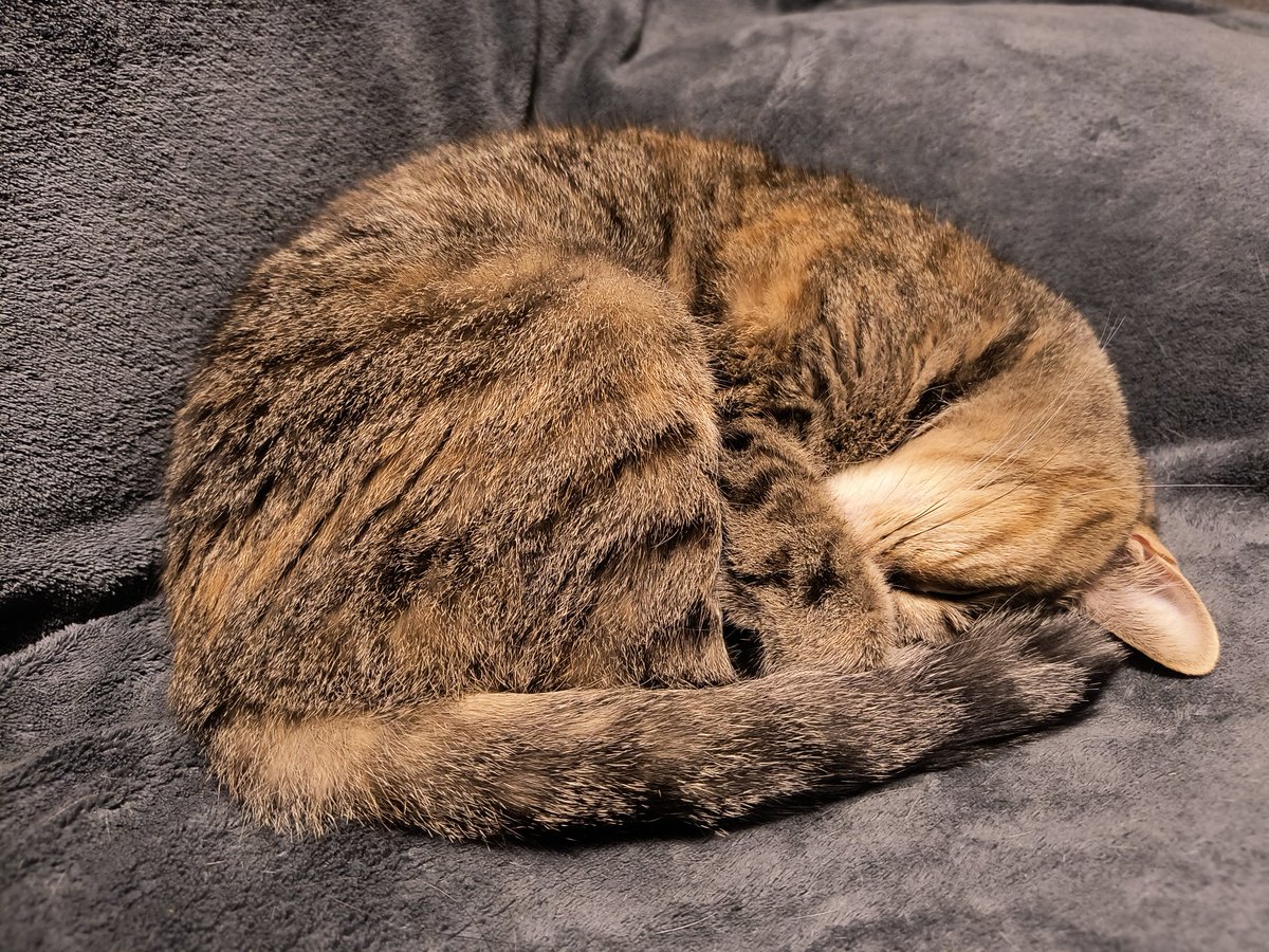 I usually wait until November to turn on the heat. But, Marley wasn't happy at 65°F. So, I cracked and now she's snoring...