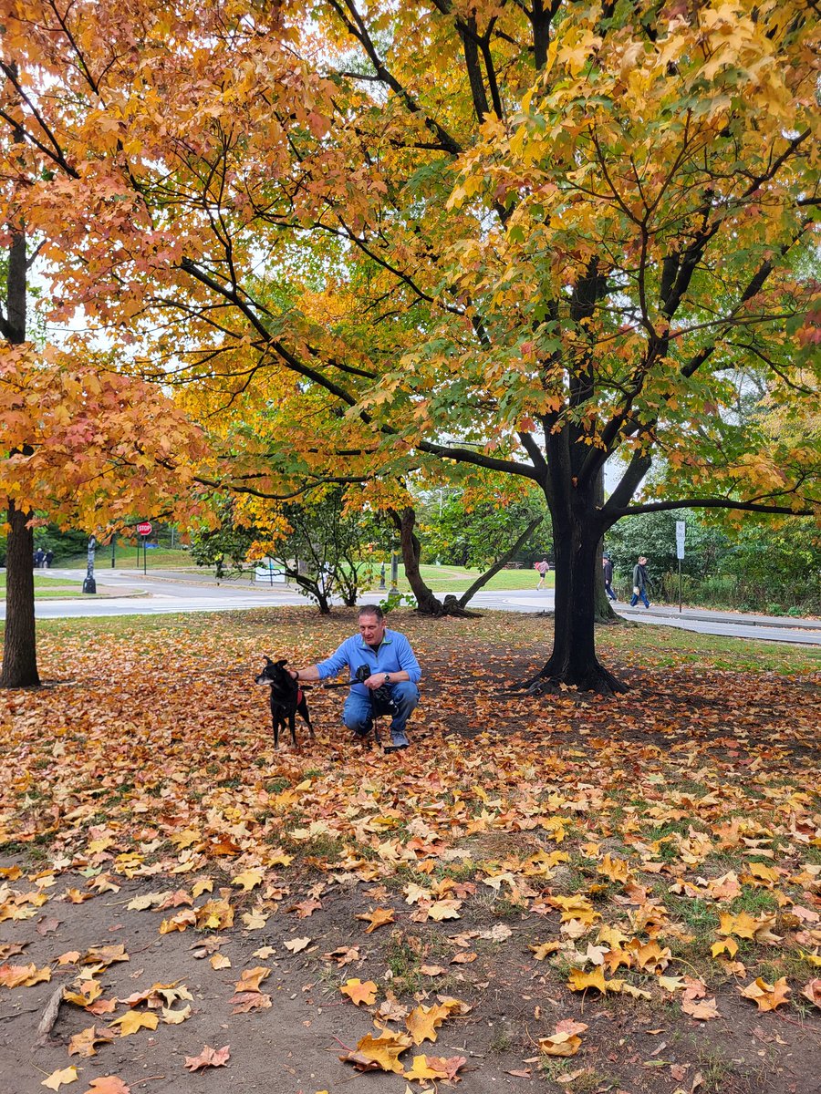 Hudson is a Dog tweet media