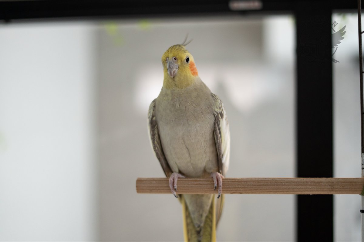 オカメインコさま専用ページ オカメインコさま専用ページ 雛情報 | オカメインコの販売専門店