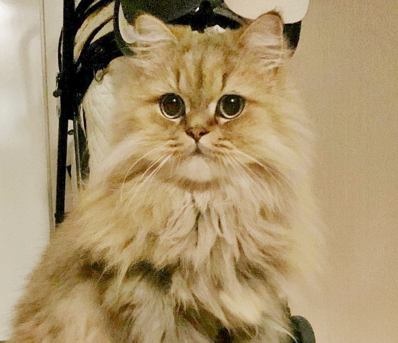 * vintage animal ୨୧ * グリーンの瞳の 猫ちゃん vintage animal ୨୧ * グリーンの瞳の 猫ちゃん