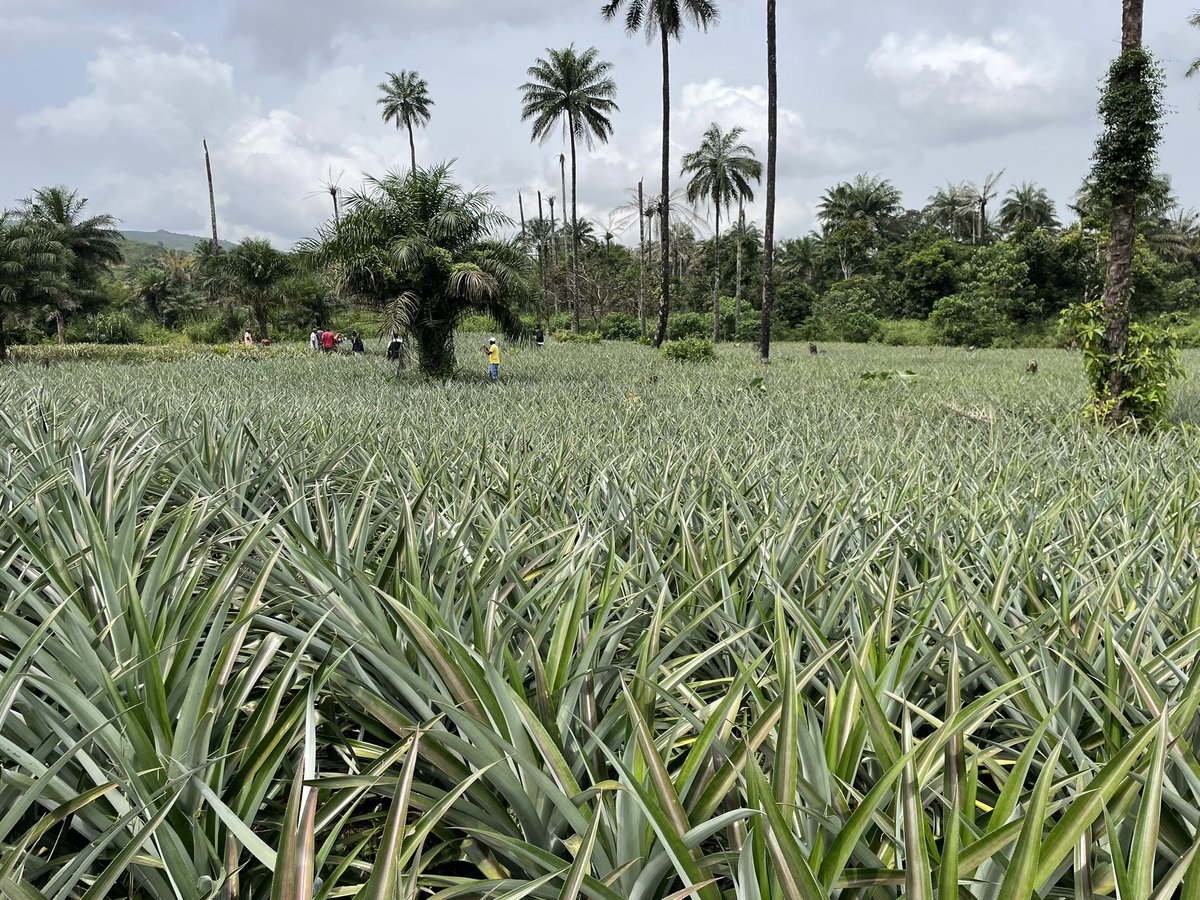 BmkSarl's tweet photo. aux exploitations hors de Friguiagbé, à conserver l’appellation "Baronne de Guinée"🇬🇳 ?

Cependant, Friguiagbé est la principale zone de production mais pas la seule. 

Merci pour l’écoute et l’attention portée à la reconnaissance de l’ensemble des producteurs. https://t.co/M9GBWl75ug