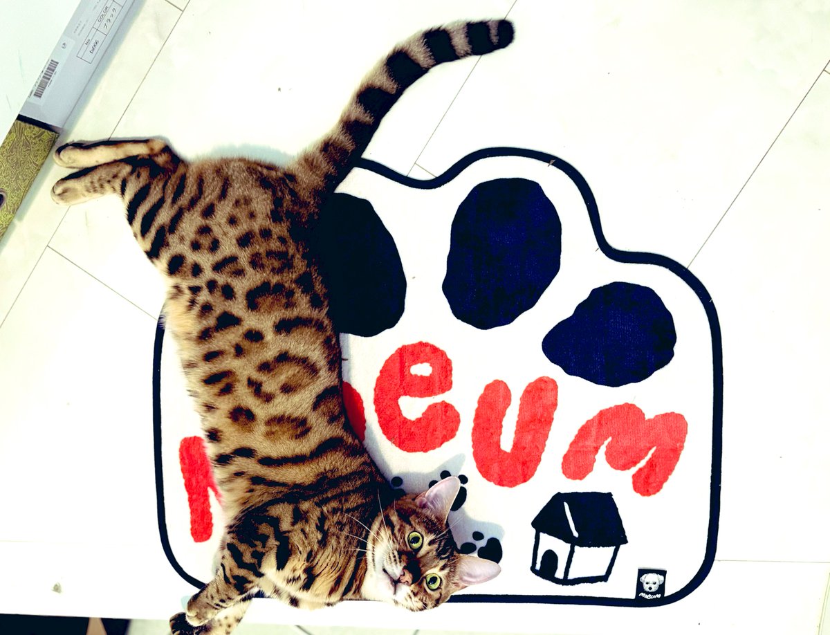 うちの子🐩🐈自慢
マウミはおすわりできておりこうさん
#ENHYPEN
#ENHYPEN_JUNGWON