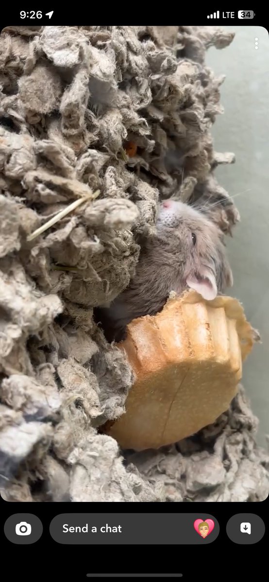 Victories for Penelope twitch.tv/tmeinz15