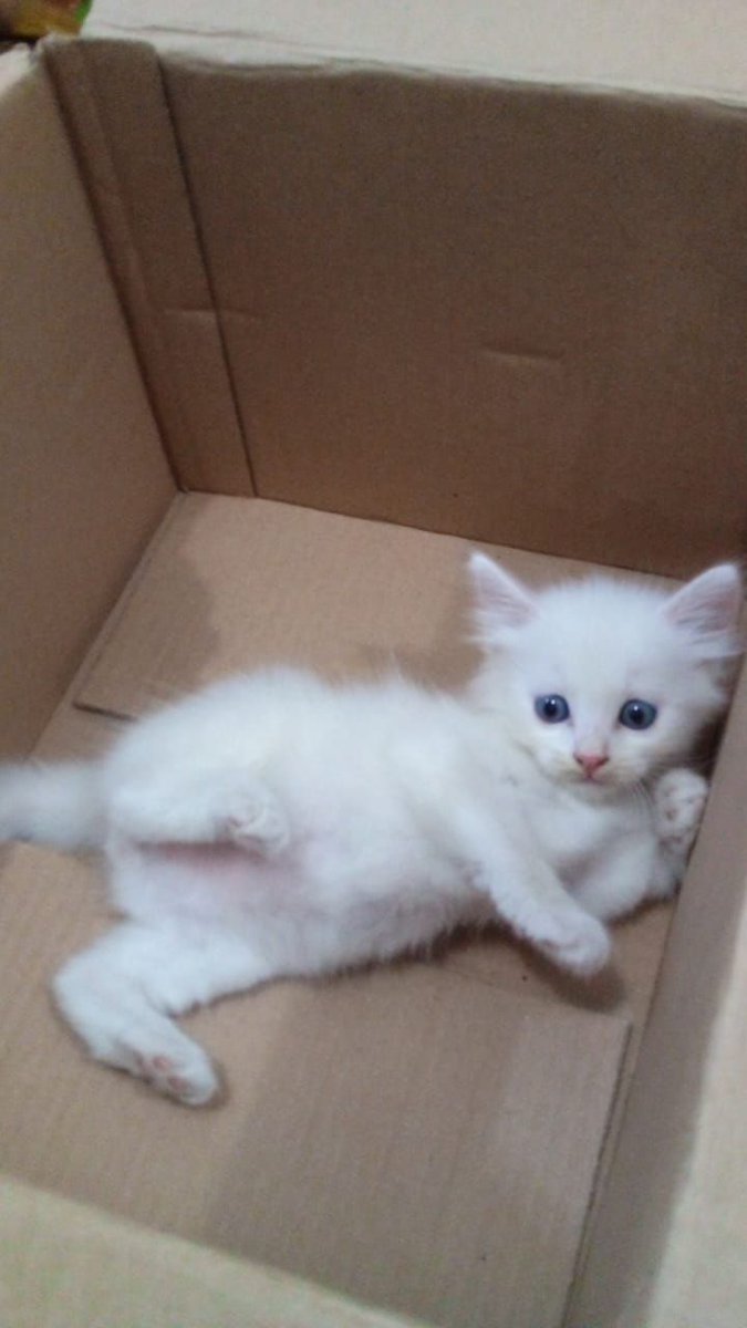 ProdigyLevelSet's tweet image. My daughter loves boxes.