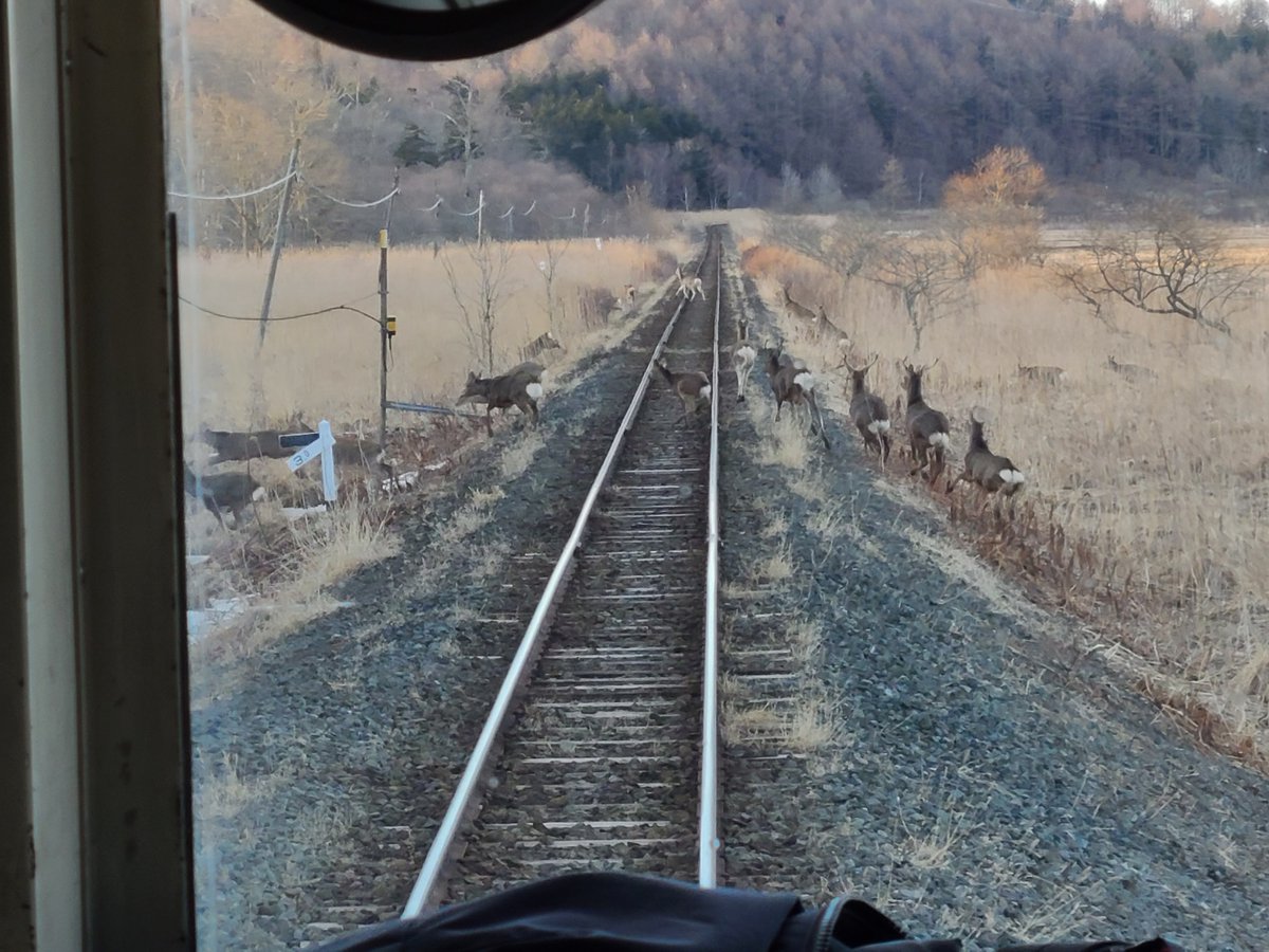 わんこ (@c4Y2v9RCk6l5pCA) / Posts / X