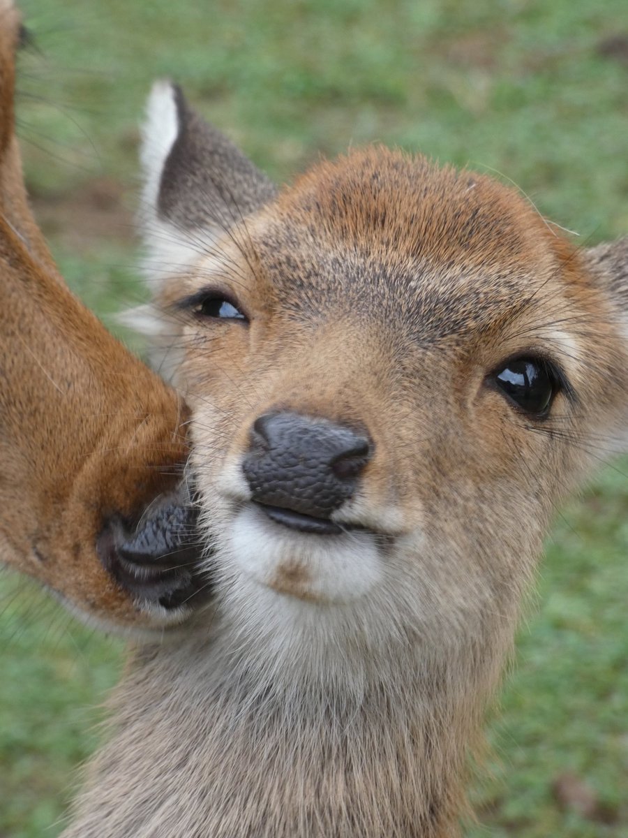 Deerposts (@deerpostss) on Twitter photo 