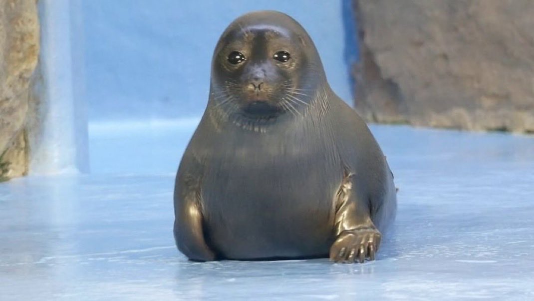 grindgod26's tweet image. its like he stubbed his toe and it really hurts but he cant show it