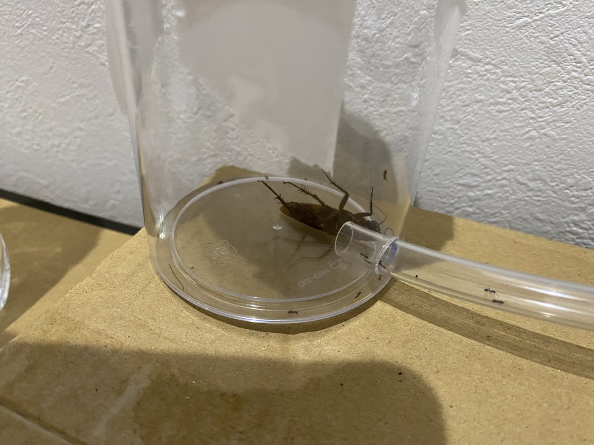 虫界隈アリ界隈おはようございます
アリ飼育11日目‼️
ゴキブリ全然死なねぇw こいつ生命力すげぇよ
ルリアリちゃんも攻撃ちょとずつしかしないみたいやし殺して与えるべきか？？
クロヤマアリは元気です、多分冬眠の準備入ってます。エサを巣の中に持って行ってましたw
ゆったり増えてくれ俺も頑張る‼️