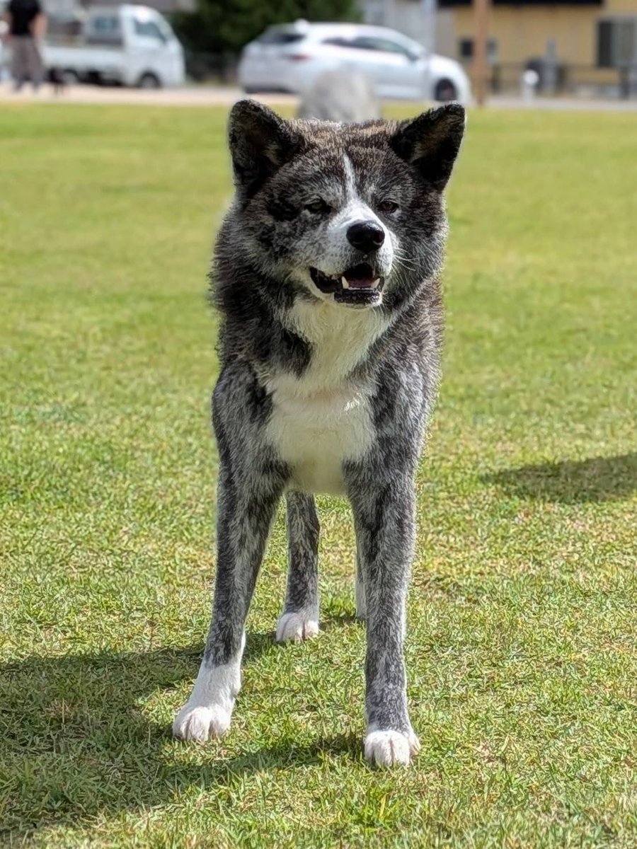 秋田犬銀ちゃん (@gin_akitainu) / Posts / X