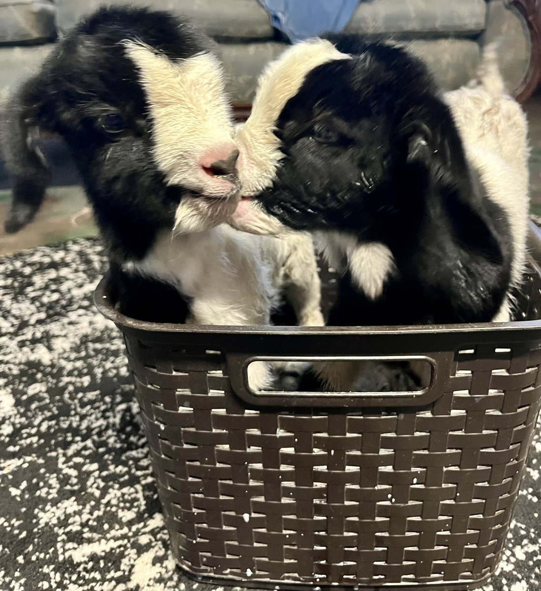 livestock company® tweet media
