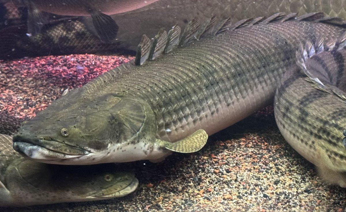 AncientHao's tweet photo. One of my favorite polypterus, Godzilla 3.0.
She looking like a prehistoric dinosaur. https://t.co/pzpdPRyssg