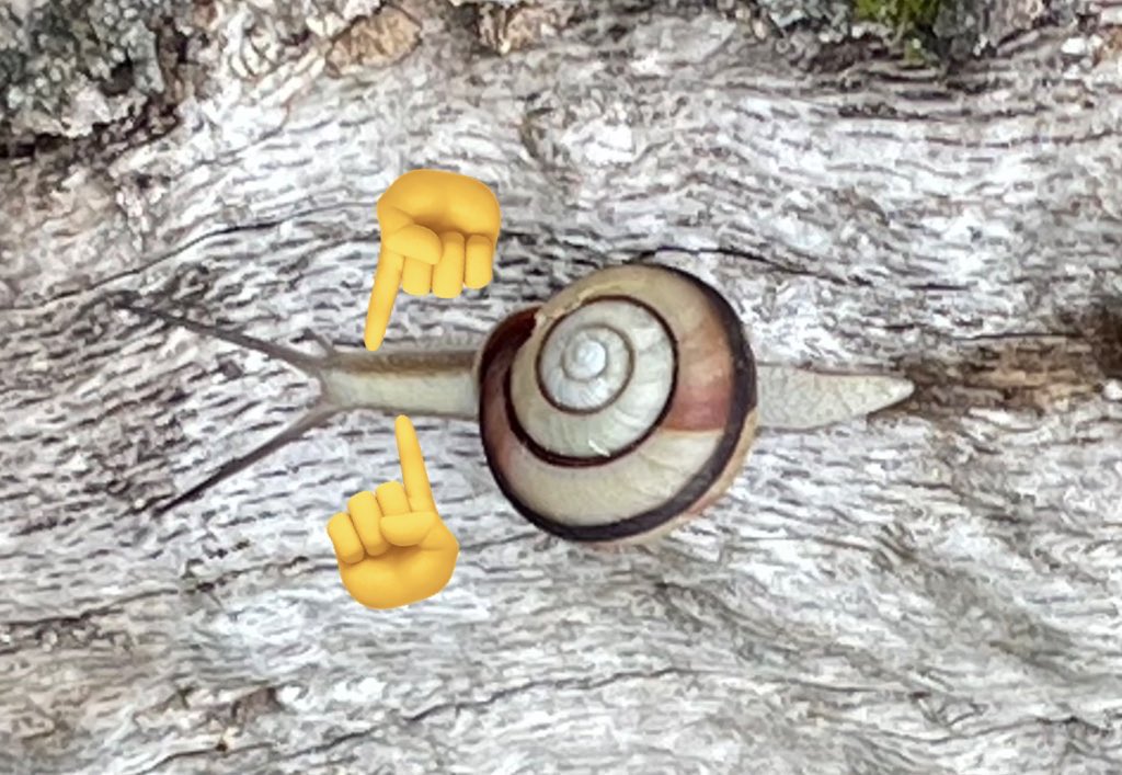 カタツムリ様 スズカSuzuka🗾🐌 (@pTeLaNOGHRtRPQ6) / Posts / X