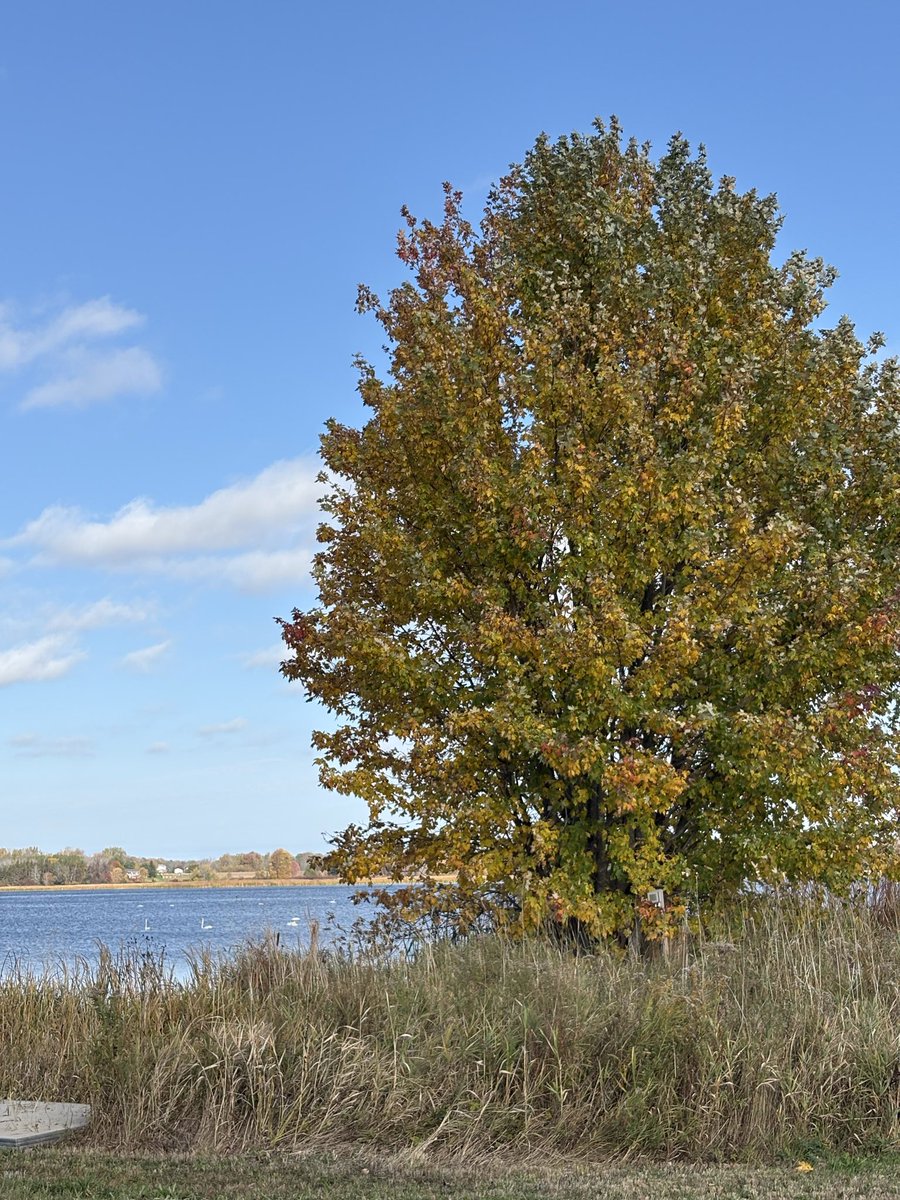 k8lynwoods's tweet image. Where water mirrors the turning world, and silence feels like home.
#NatureWhispers #LakesideMoments #AutumnReflections #StillWaters #SeasonOfChange #GoldenLeaves #NaturePoetry #EarthMood