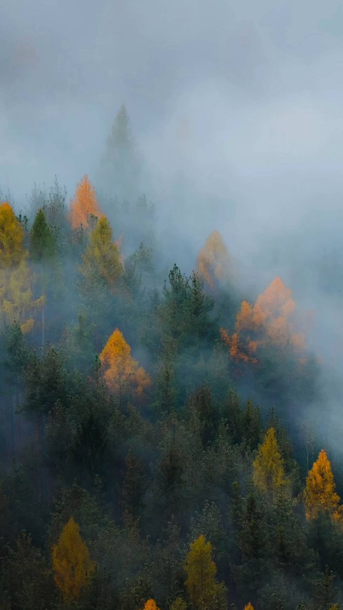 wallpapers_foru's tweet photo. Misty forest, autumn hues.

​#wallpaper #phonewallpaper #ios26 #iphone #apple #samsung #galaxyAI #oneui8 #art #aesthetic #lockscreen #homescreen #nature #forest #mist #foggy #autumn #fall #landscape #serene #moody #photography #trees #outdoors #vibrant #green #orange https://t.co/tmKrOR6Z3n