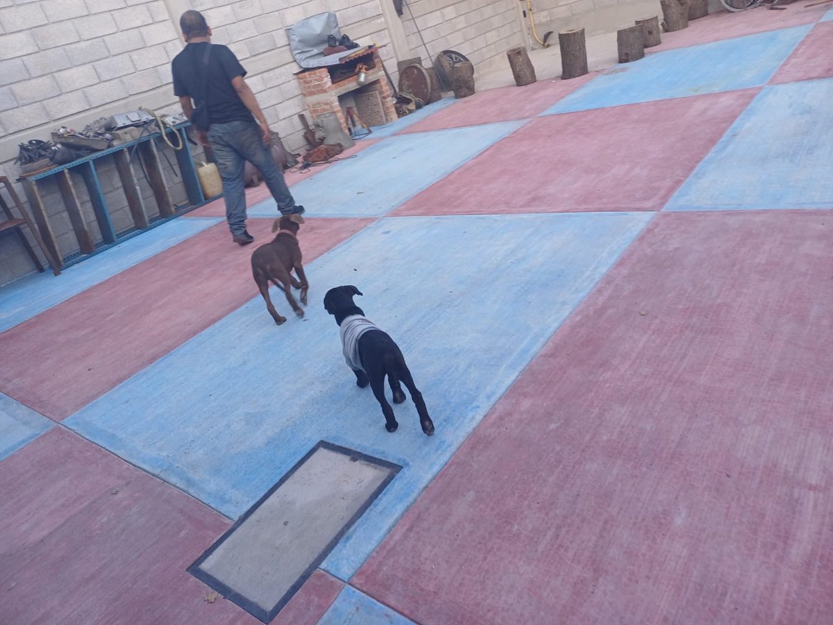 Diego Canales (@mapacherex) on Twitter photo En las buenas noticias, nos adoptaron una cachorra negra. Parece que le irá buen! En las buenas noticias, nos adoptaron una cachorra negra. Parece que le irá buen!