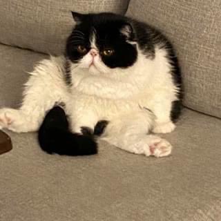 WytBred's tweet photo. @Furslugz She keeps my absolute retard of a cat company while I’m at work 😂 https://t.co/xo7IEsjaVP