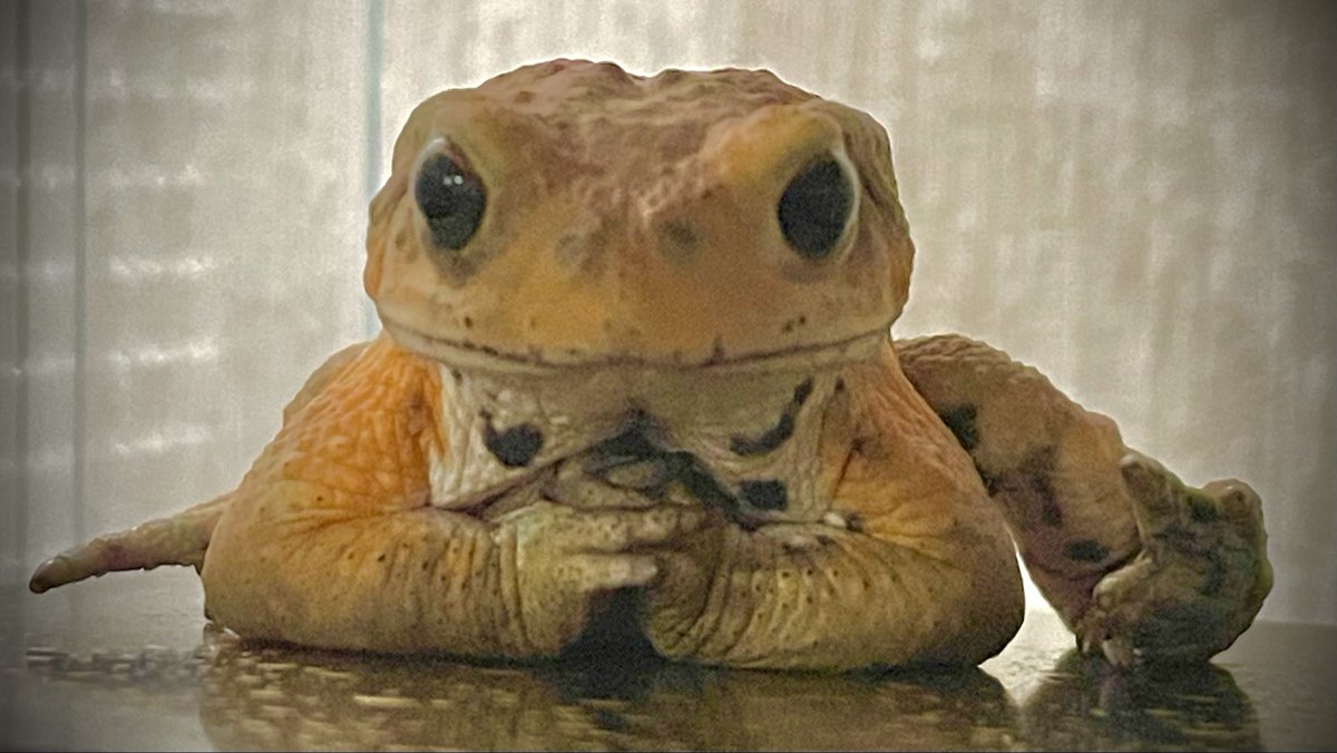 Loach_Dojoco's tweet image. 「人間ばかり3食しっかり食べているが
飼い主、今日はご飯の日だよな？」
#ミヤコヒキガエル