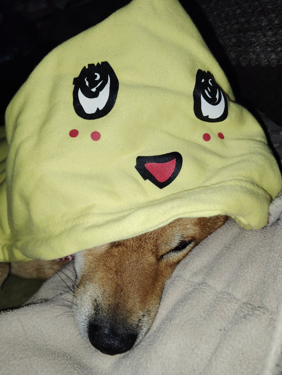 skobeach's tweet photo. 🐶おはようございま…🐶

今日も今日とて、おはようございませんっ！
…冷たい雨降る中1時間のパトロール🐾
寒いのでママのふなっしーを強奪！

あったかくして、今日もムリせずたのしく
(ᐡ`･ω･´ᐡ)ฅﾜﾝ❣️

#パトロール犬 #柴犬 #だいすけ隊員 #shibainu #ふなっしー #変身 #九十九里 https://t.co/uPXaAnalwD