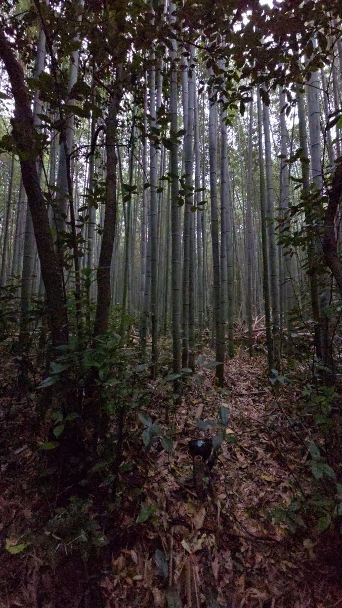 Kyoto bamboo forest.