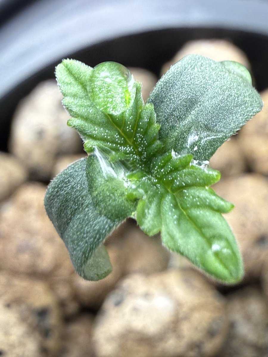 Blueberry Spider 🫐🕷️ from <a href="/breeder_j/">Breeder J</a> over at <a href="/irvineseedco/">Irvine Seed Company</a> 🌱🥶 #bringbackhashtags #growyourown 👨‍🌾