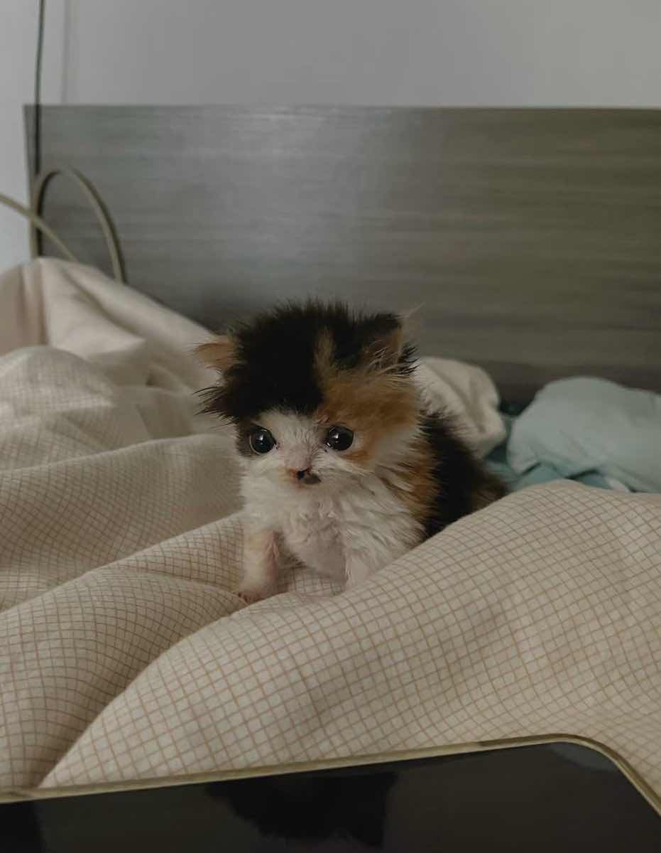 smol silly cat tweet media