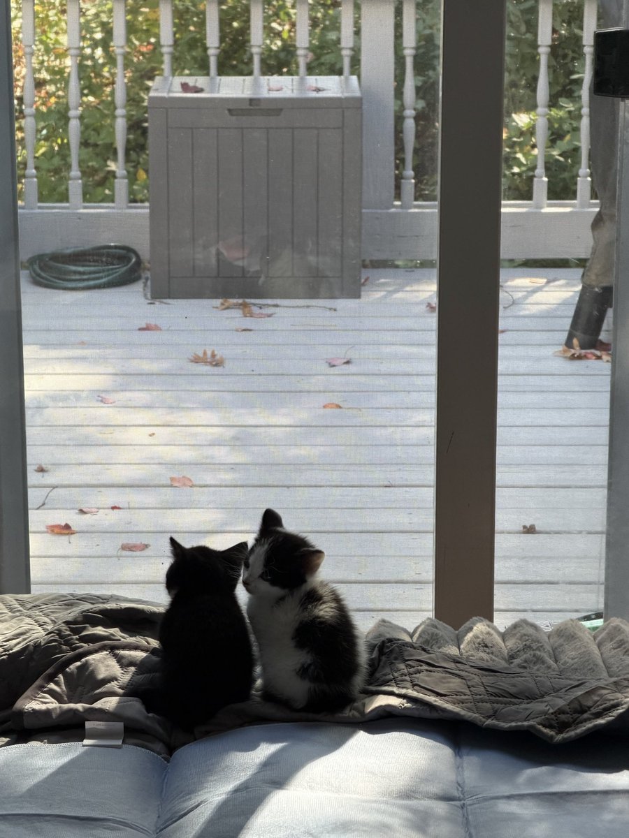 WebCoderz's tweet image. Little yin and yang