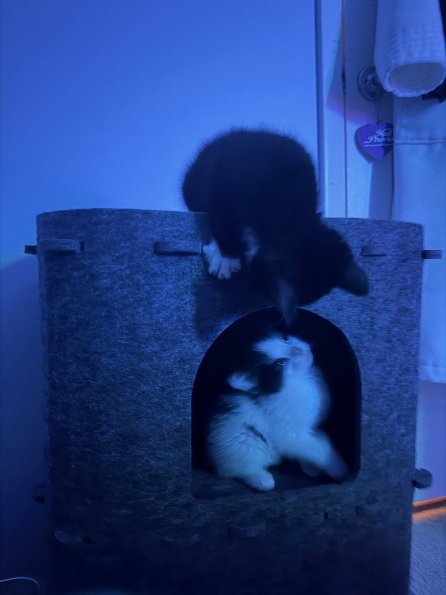 WebCoderz's tweet image. Little yin and yang