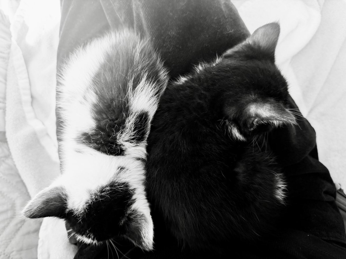 WebCoderz's tweet image. Little yin and yang