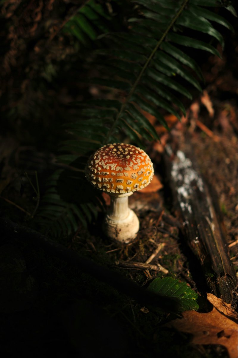 spravko's tweet image. Grateful to live here 🌿