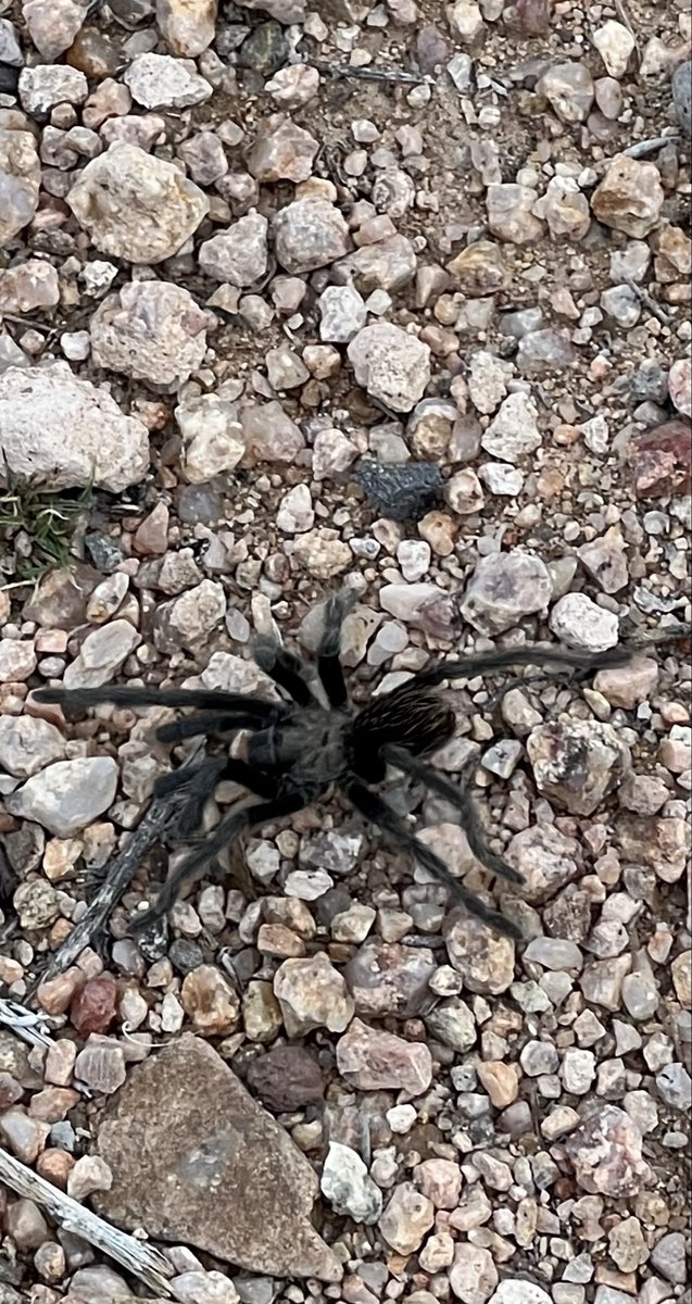 Luna and I saw this baby tarantula while walking the field near our house. It crossed the path in front of us from left to right. 🕸️

This represents a new creative space &amp; spiritual phase. A fresh weave. 💠 Healing integration into subtle expansion. 

Tarantulas are master