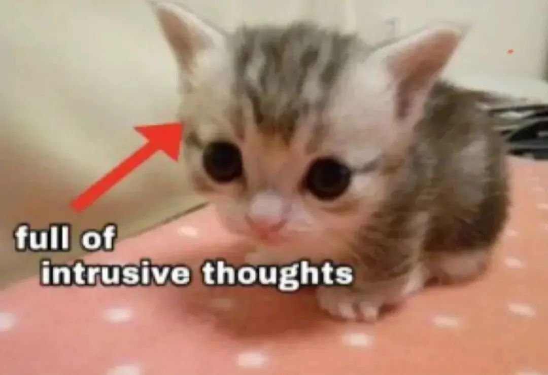 Punch Cat (@punchingcat) on Twitter photo 