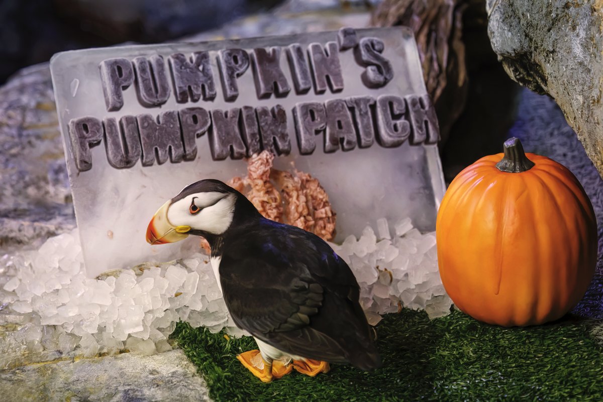 Pumpkin the puffin proudly presents her picture-perfect pumpkin patch! Now say that 3x fast. 🎃🎃🎃

Photo by Robin Riggs