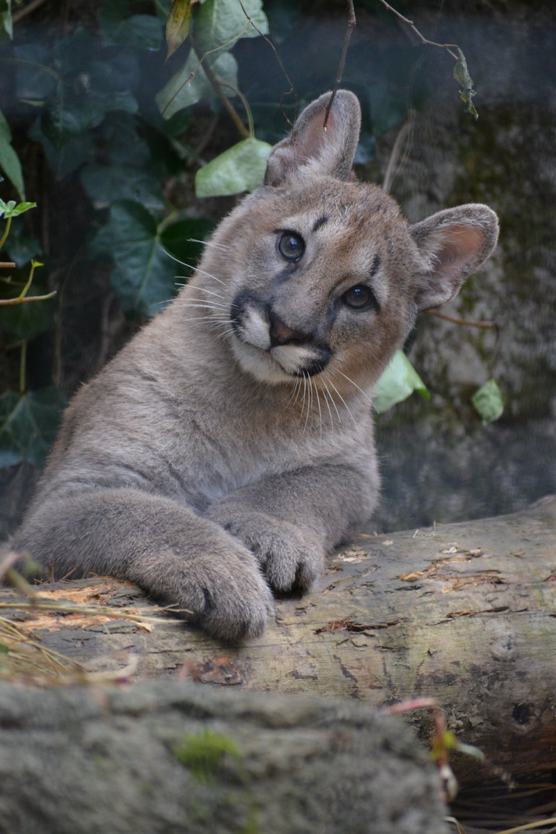 おはようございます😃
#盛岡市動物公園
#ピューマ