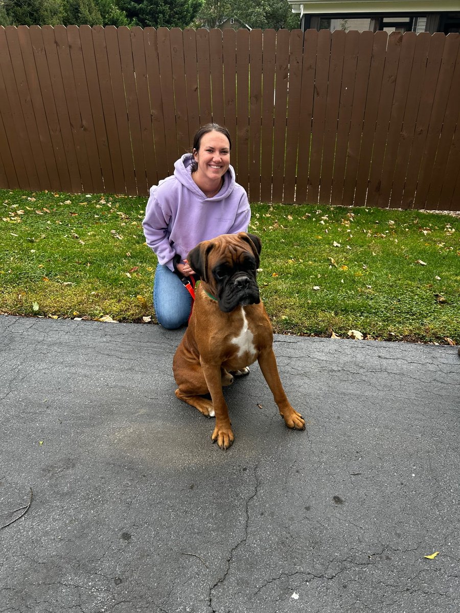 Welcome Leo . This European big boy has had a long story of neglect in his 2 homes in two yrs. Lucky he has an undescended testicle or he would never  leave that mill. He was one of the 3 from yesterday #boxerdogs #Bigboy #boxerdoglovers #saynotoamishpuppymills #adoptable #dogs