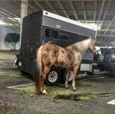 Where’s the horse