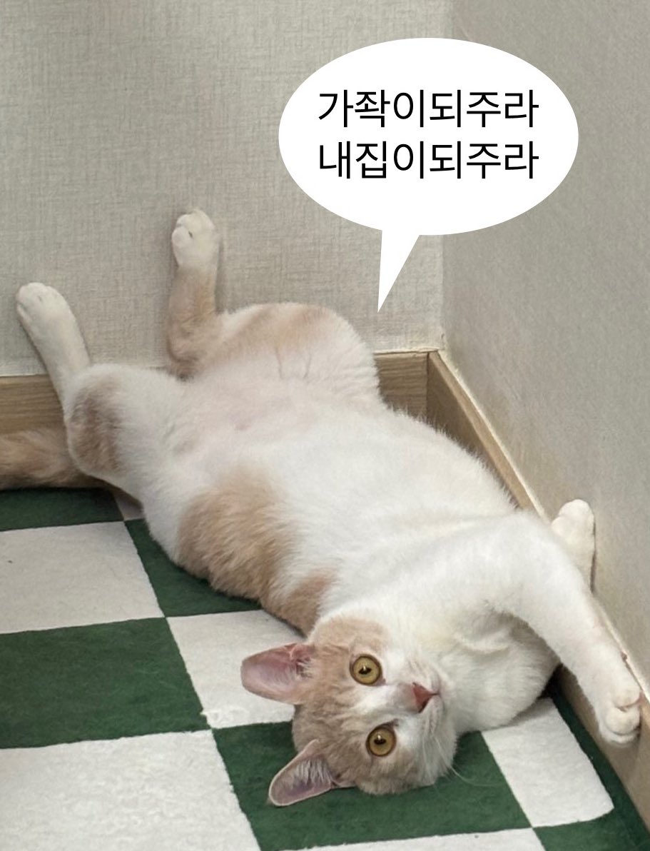 아니 진짜 생강이 입양문의가 왜업지?

1️⃣ 이뿌자나.
2️⃣ 치즈자나.
3️⃣ 그것도 크림치즈자나.
4️⃣ 눈동자가 호박보석이자나.
5️⃣ 중성화 접종 클리어 입양 이동 전국 가능이자나.

희않하네...
도대체이해가않되네...

#가족찾는_생강이 &gt;&gt;&gt; <a href="/find_house_/">가족 찾는 생강이</a>