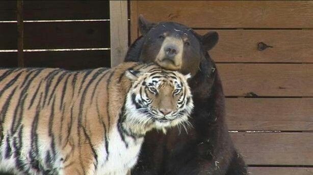 🐻 Bear 🌼 (@bearposting) on Twitter photo 
