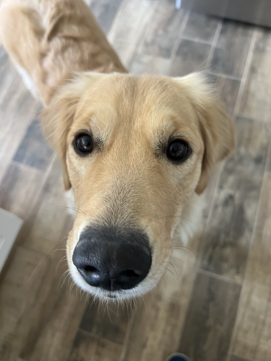 One year ago today, I picked up my sweet girl. Hard to believe it’s been a year already! I look forward to a lifetime of fun! She is the sweetest girl. 🐕🐾🩷