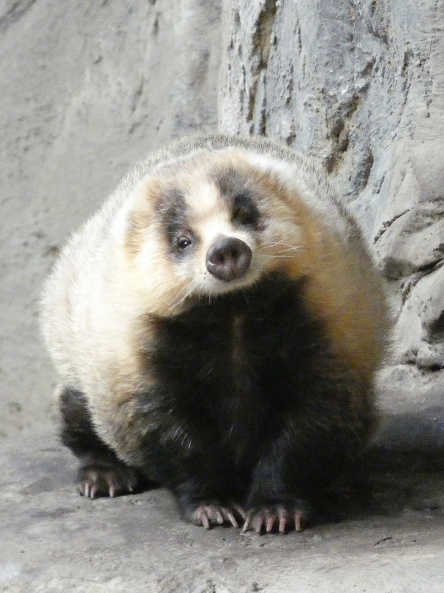 イブ (@alpha_htsn) / Posts / X