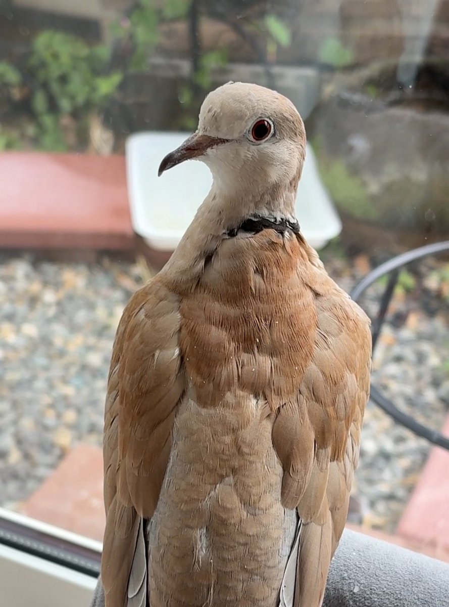 torisukisusi's tweet image. いつも障害物を上手に避けて飛ぶ鳩が、飛びながら人間の頭をワザと叩いて通り過ぎて行くのはどういうお気持ち表明？😂
#ジュズカケバト
#ハト