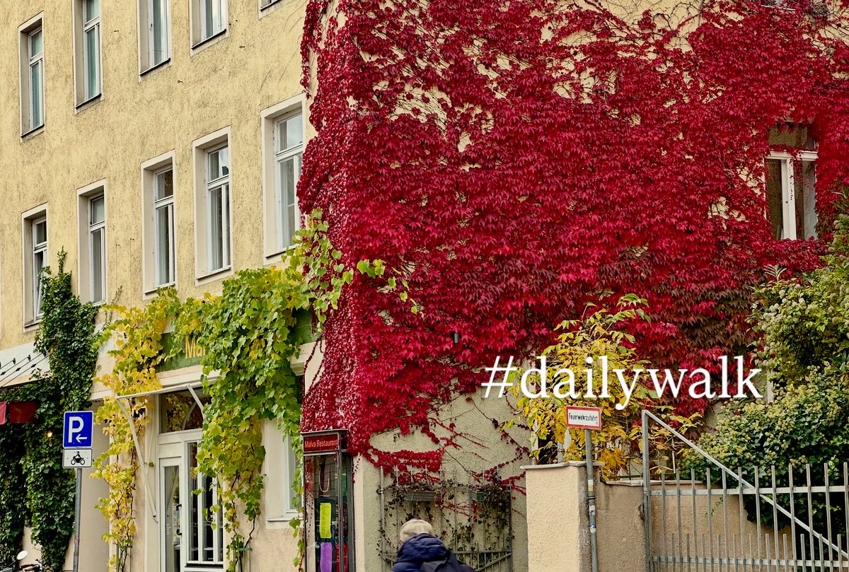 HonourableHusba's tweet image. Growing up in #Adelaide, the changes of season were subtle. Few deciduous trees meant there was no real “fall”; the vintage marked the end of summer. I enjoy the contrast here in #Bavaria, with its distinct autumn.
#dailywalk #Munich #München #Haidhausen #Lehel #autumn