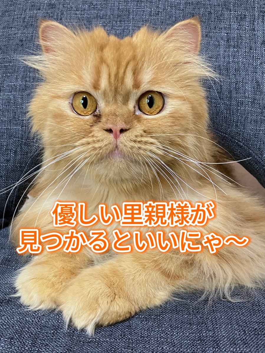 みゃ (@nekonya299) / Posts / X