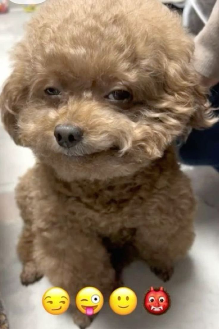 🐱🥖 tweet media