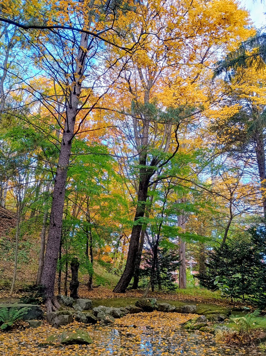 今朝の境内の紅葉と落ち葉道の様子⛩️🍂です(22日)  イチョウの葉は所々黄色くなって来ました。#音更神社 #紅葉 #銀杏