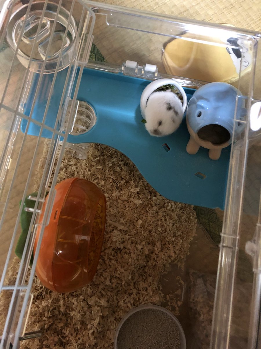 ベーやん様♡専用ページ②です べーーやん (@hamuhamustar924) / Posts / X