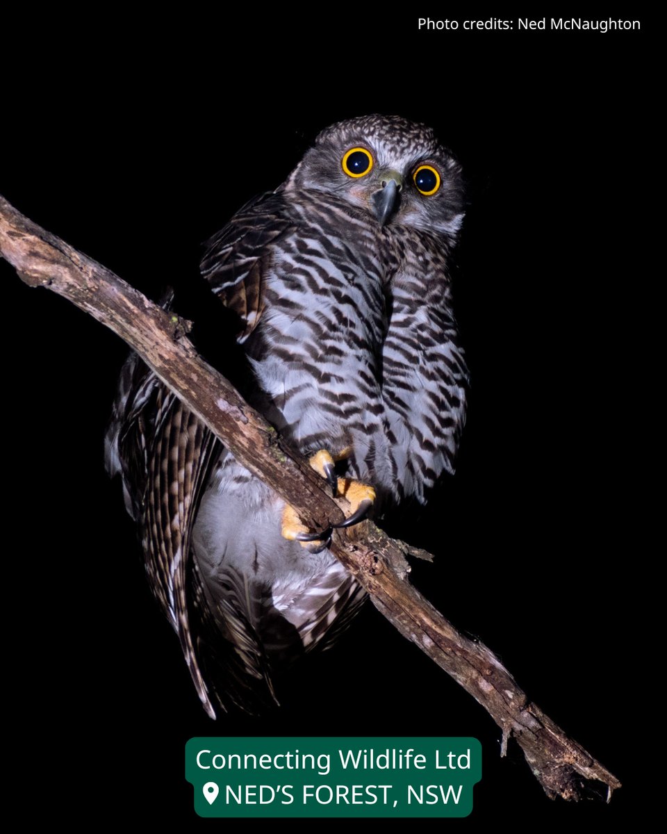 Wildlife Land Trust tweet media