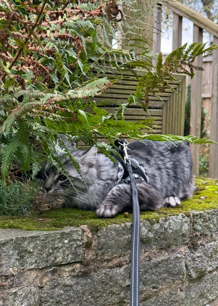Hunting in the Jungle 😸